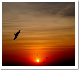 Birds soaring against the sunset