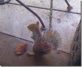 squirrel_window